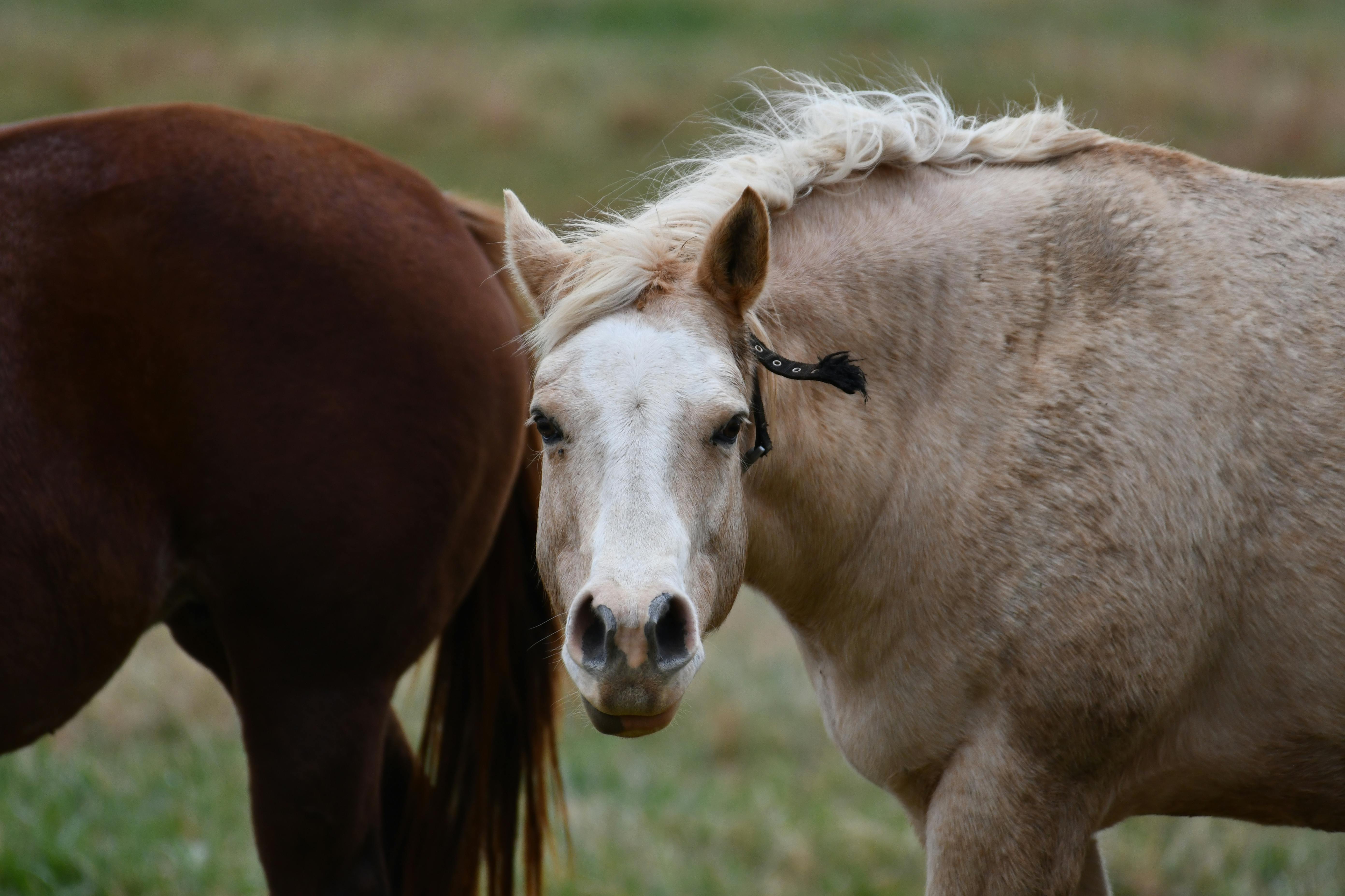 Brown and White Horse Standing on Green Grass Under Blue Sky during ...