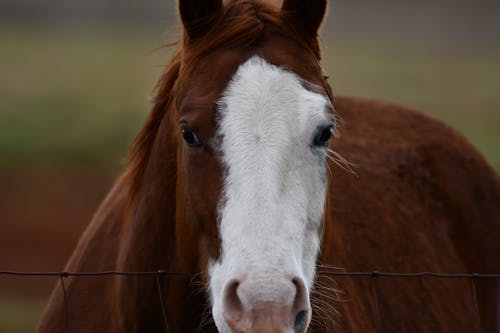 Photos gratuites de animal, cheval, équin