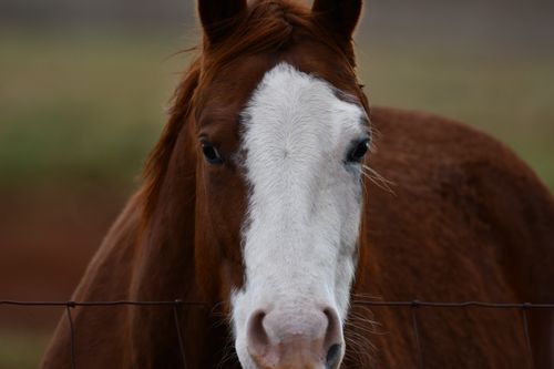 Free A detailed horse portrait showcasing its expressive gaze in Decatur, Alabama. Stock Photo