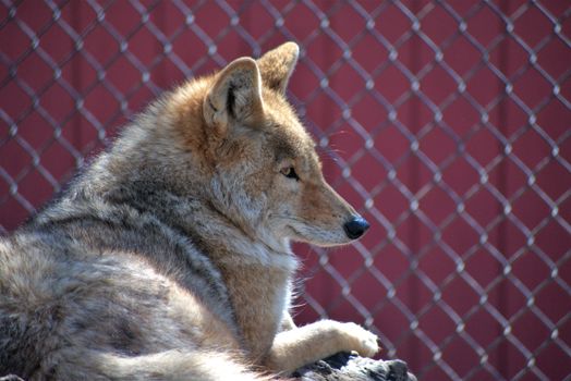 Wild coyote resting in front of a chain-link fence, showcasing its natural fur coat in sunlight.
