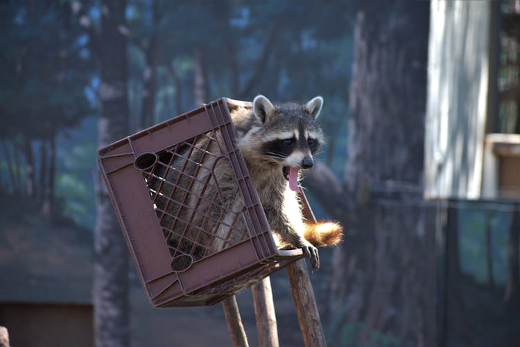 A Raccoon In A Crate 