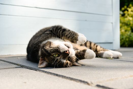 一只顽皮的虎斑猫在露台上悠闲地晒着温暖的阳光