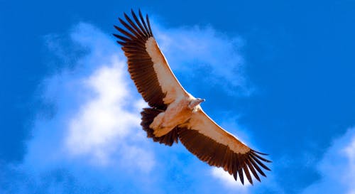 Free stock photo of animal, clouds, daylight