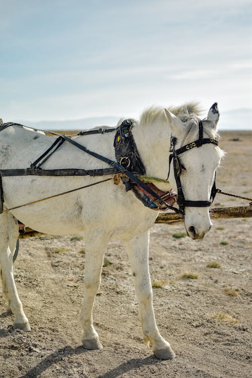 Foto profissional grátis de animal, areia, cavalo branco