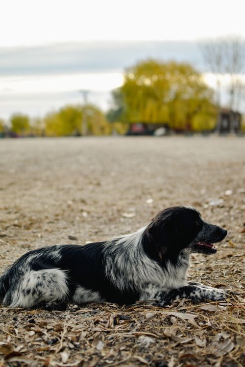 Free Side profile of a black and white dog lying on fallen leaves outdoors in an autumn park. Stock Photo