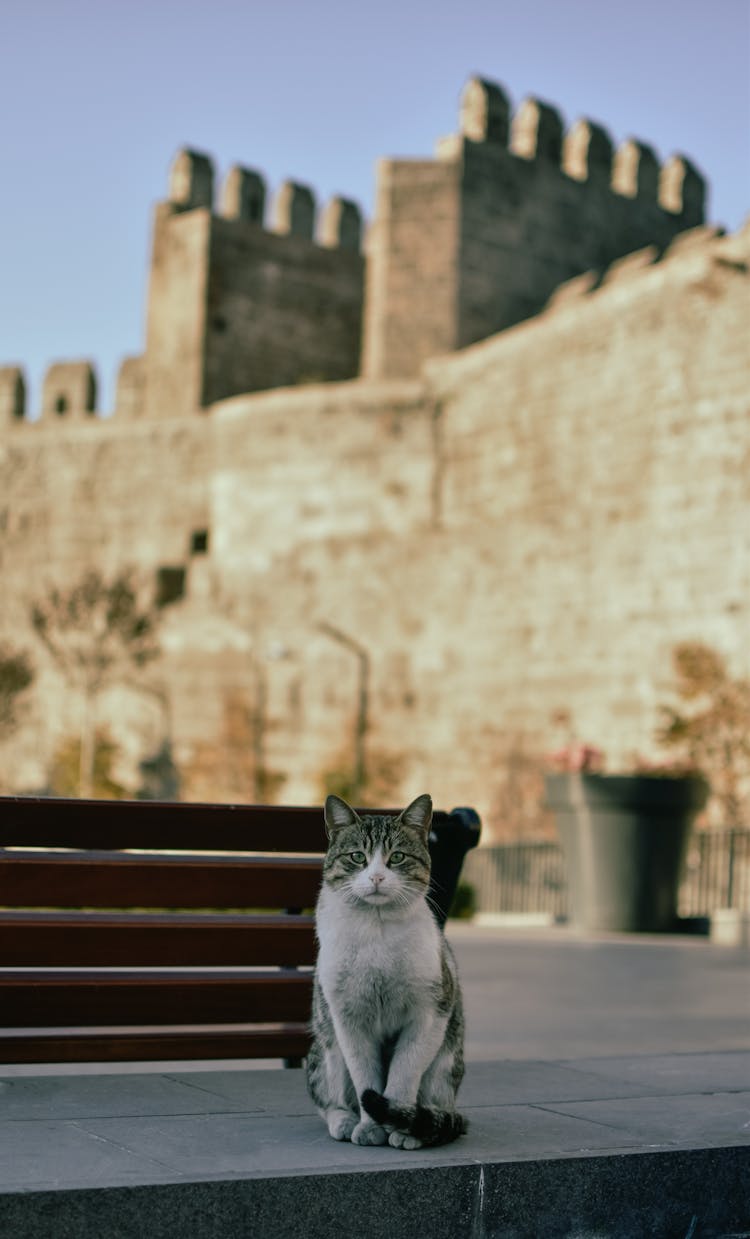 Cat On A Sidewalk In Front Of A Castle 