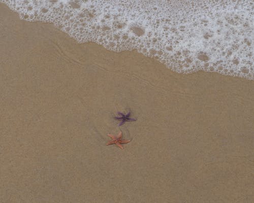 天性, 水, 泡沫 的 免費圖庫相片