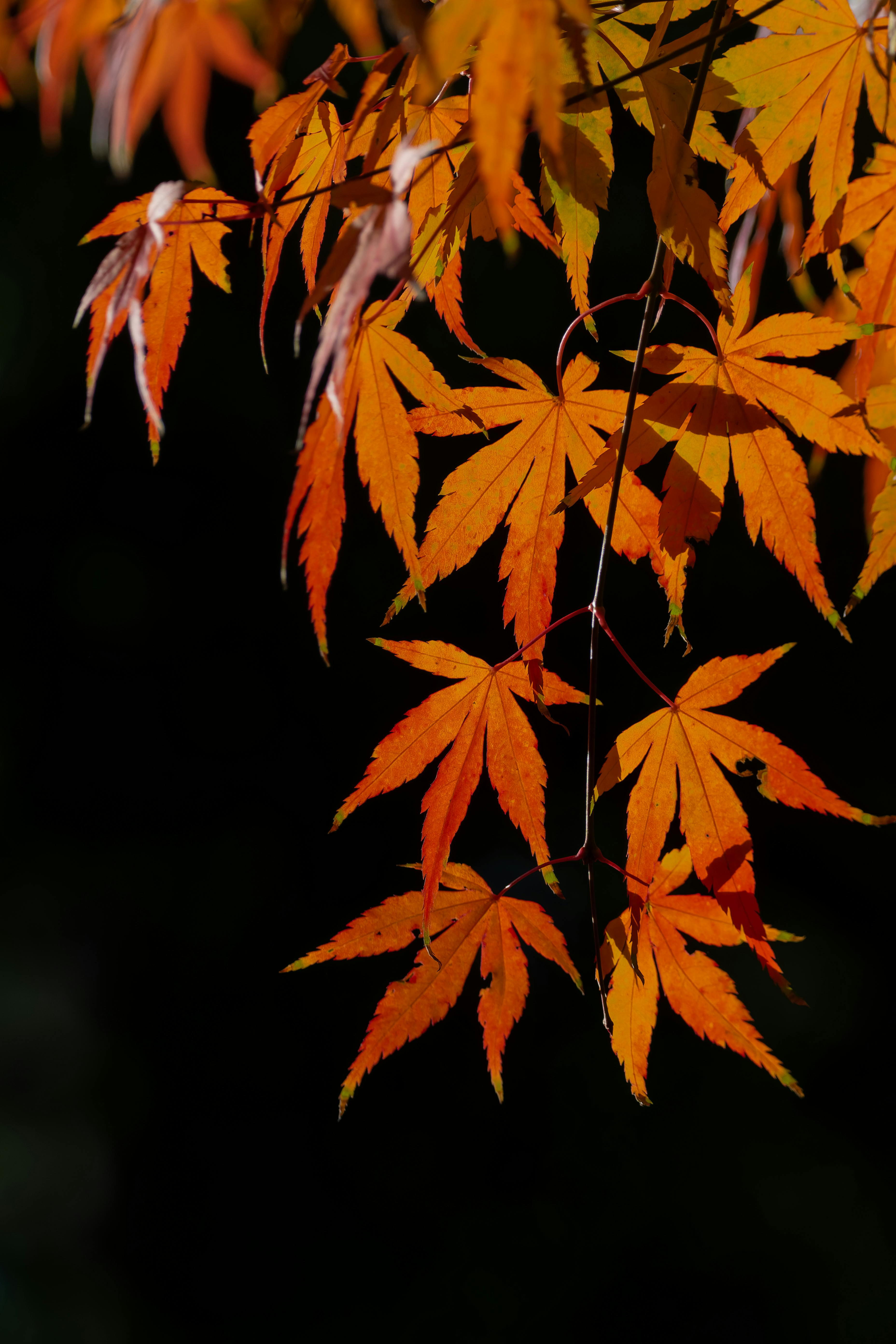 Close-up of vibrant orange Japanese maple leaves against a dark background.