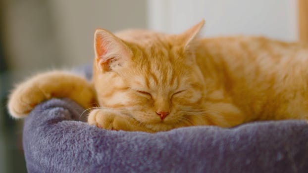 Close-up of a serene orange tabby cat sleeping in a cozy indoor setting.