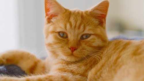 Free Charming close-up of an orange tabby cat looking relaxed and content indoors. Stock Photo