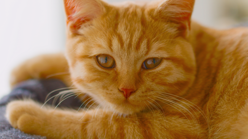 Free Adorable ginger cat laying down, captured indoors in Essen, Germany. Stock Photo