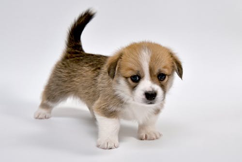 Close-Up Shot of a Puppy 