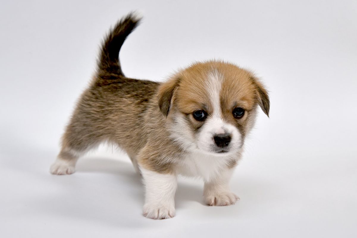 Daisy, a sable corgi puppy standing on a white background
