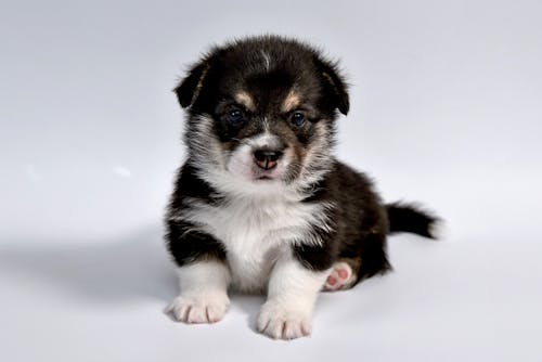 Close-Up Shot of a Puppy 