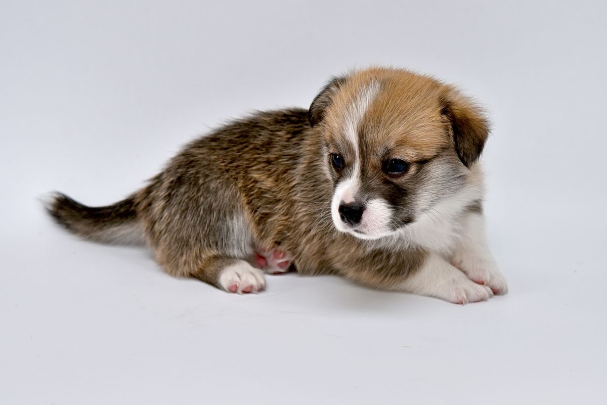 A very young corgi puppy resting on a white background