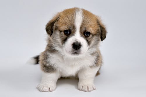 Close-Up Shot of a Puppy 