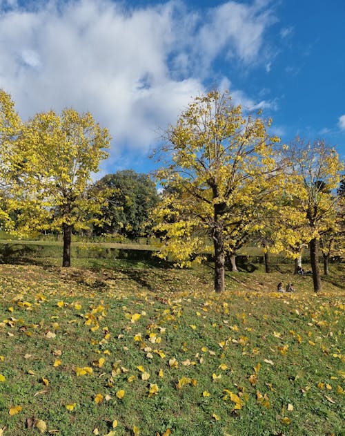 Free Landscape Photography of a Park Stock Photo