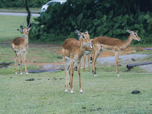 Kostenloses Stock Foto zu antilope, feld, geweih