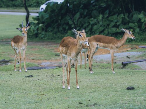 Free Four impalas grazing in a lush green field. Peaceful nature scene with antelopes. Stock Photo