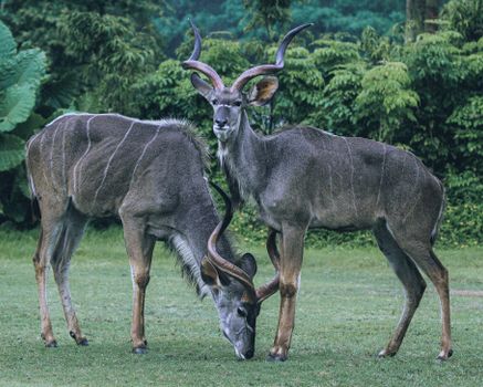 Two kudu antelopes in a green forest setting, showcasing their majestic antlers and natural habitat.