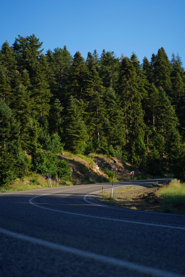 Photo Of A Road Near Green Trees