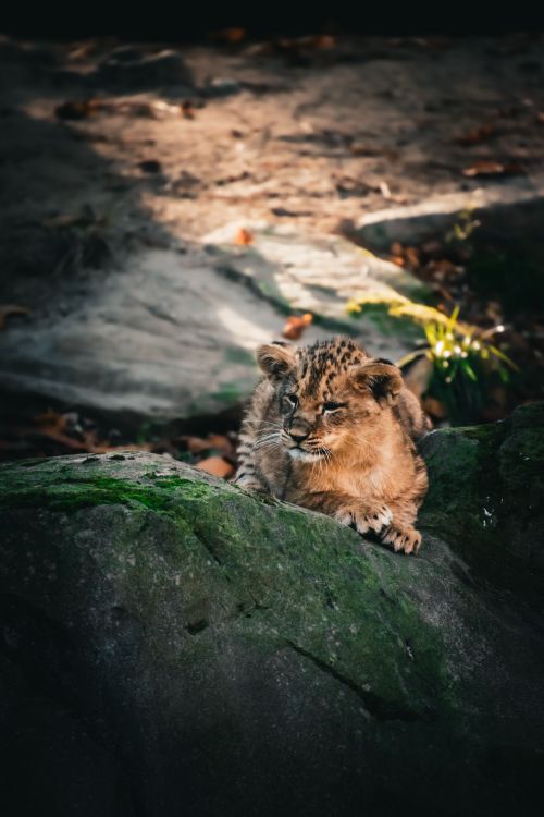 Free A young lion cub rests on a mossy rock in a natural safari setting, bathed in warm sunlight. Stock Photo