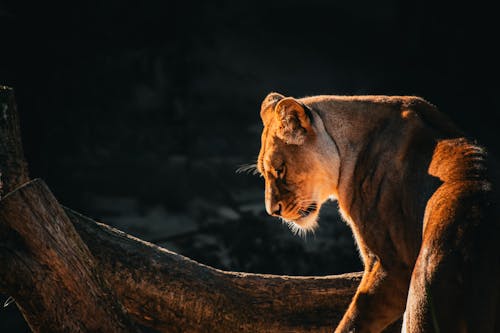 Photograph of a Brown Lioness