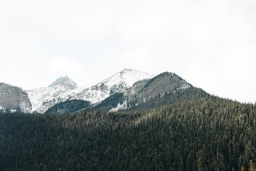 An Aerial Photography of a Green Trees Near the Snow Covered Mountain Under the White Sky