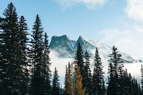 Scenic View of a Rocky Mountain near Coniferous Trees 