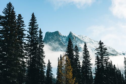 Free Stunning mountain peaks with fog and coniferous trees in Jasper, Canada. Stock Photo