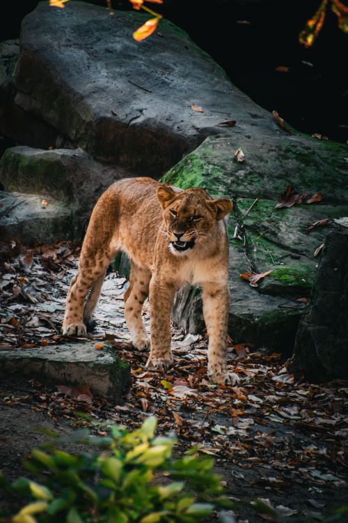 Free A fierce lioness stands powerfully among rocks and foliage in a wildlife reserve. Stock Photo