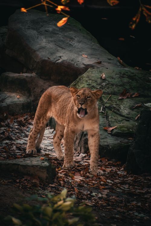 Free A young lion cub stands on rocky terrain, yawning in a natural reserve setting. Stock Photo