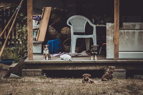 Anak Anjing Di Samping Kursi Berlengan Putih