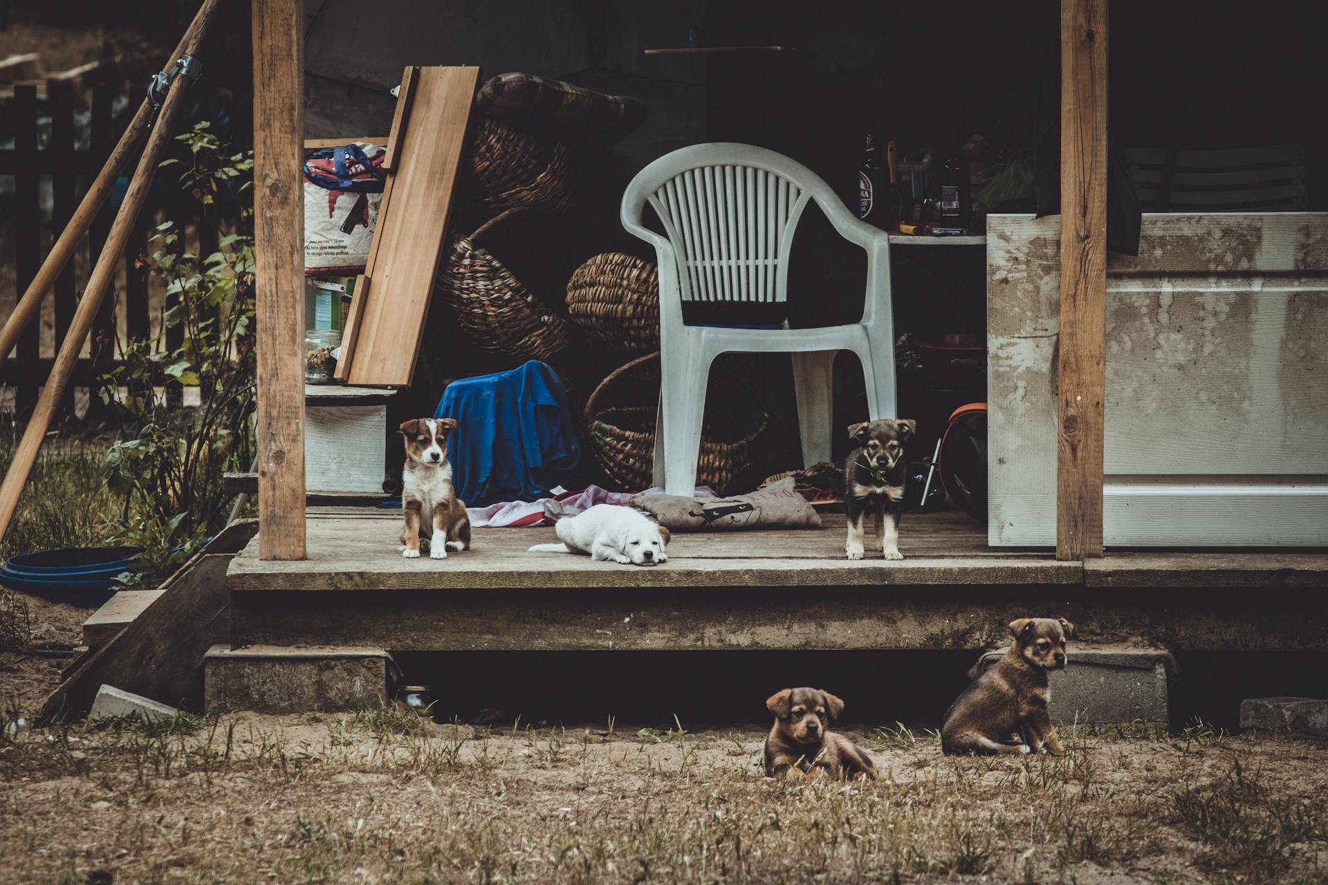 Puppies Beside White Armchair