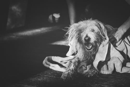 Фотография зевающей собаки в оттенках серого