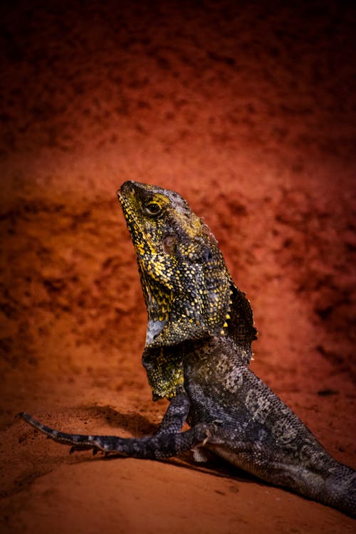 Imagine de stoc gratuită din a închide, animal, fotografie de animale