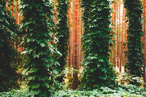 Green Leafed Tree