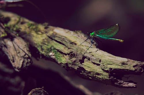 Free stock photo of dragonfly, green, insect Stock Photo