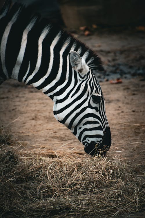 Close-up of a Zebra Eating Grass