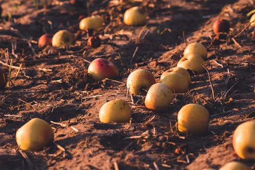 Gelbe äpfel Auf Dem Boden
