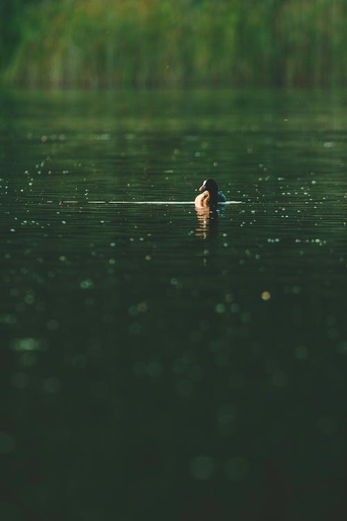 Free Black Duck in Body of Water Stock Photo
