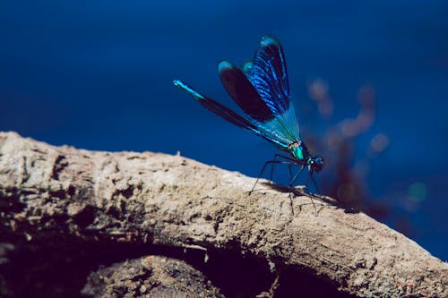 бесплатная Фотография голубой стрекозы на коричневой ветке дерева в селективном фокусе Стоковое фото