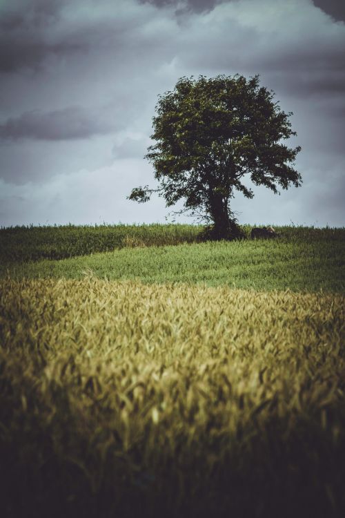 Free A scenic view of a single tree in a lush wheat field, under dramatic dark clouds. Stock Photo