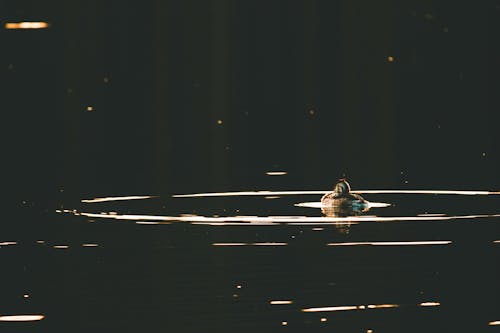 Free Brown Duckling on Body of Water Stock Photo