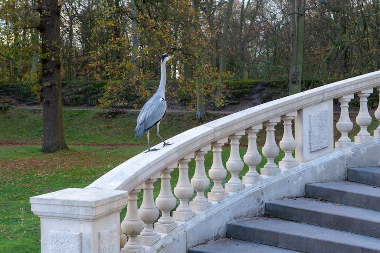 Heron Perched On A Handrail