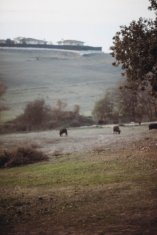 Imagine de stoc gratuită din agricultură, animale, animale domestice