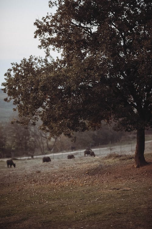 Animals on a Pasture 