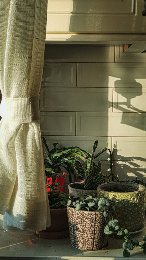 Darmowe zdjęcie z galerii z pionowy strzał, rośliny, zielone rośliny