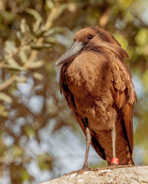 Free Detailed vertical shot of a hamerkop bird perched in a natural setting. Stock Photo
