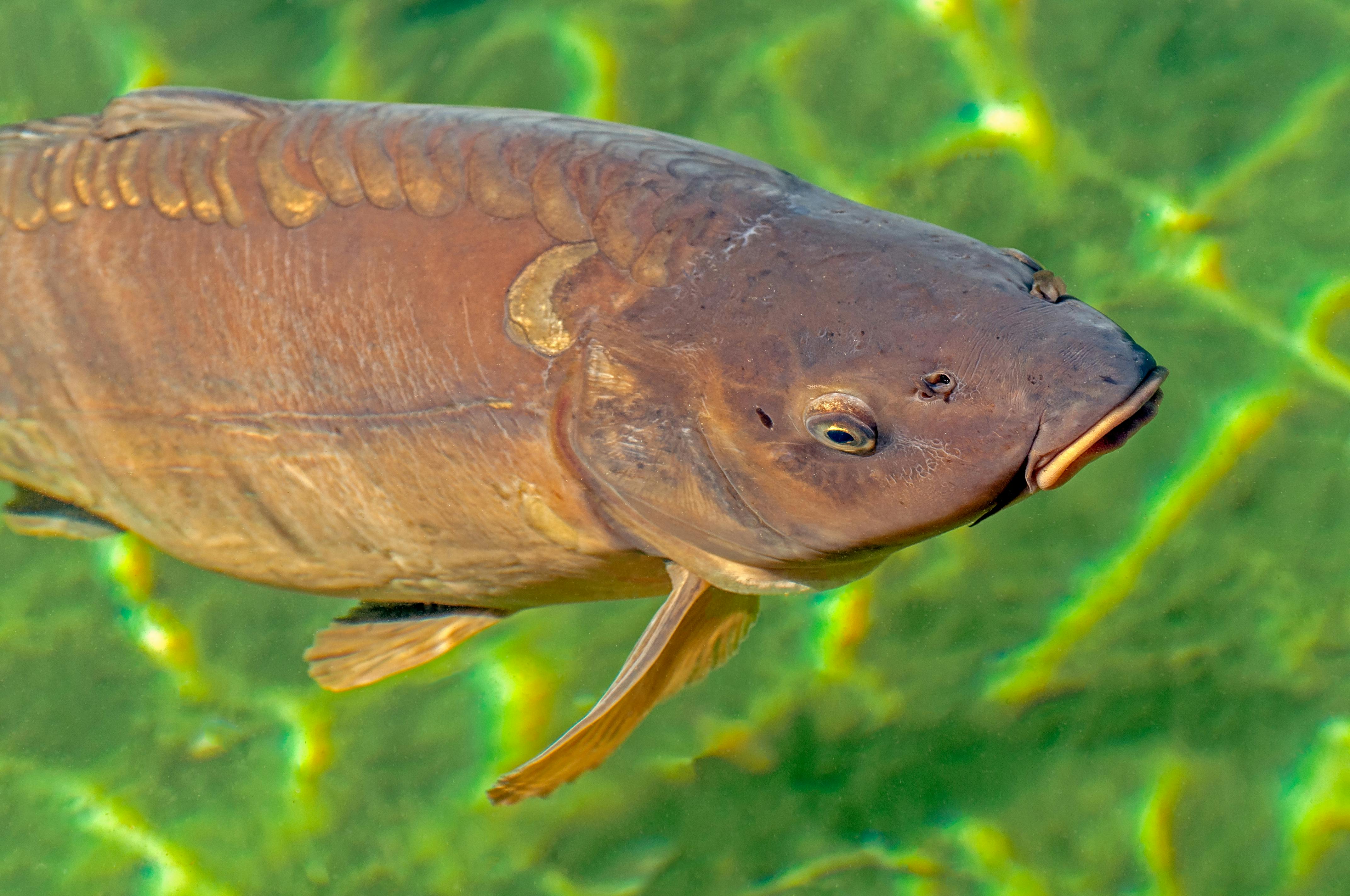 Close-Up Shot of a Carp Fish · Free Stock Photo